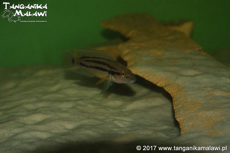 Neolamprologus bifasciatus